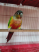 Yellow sided conure